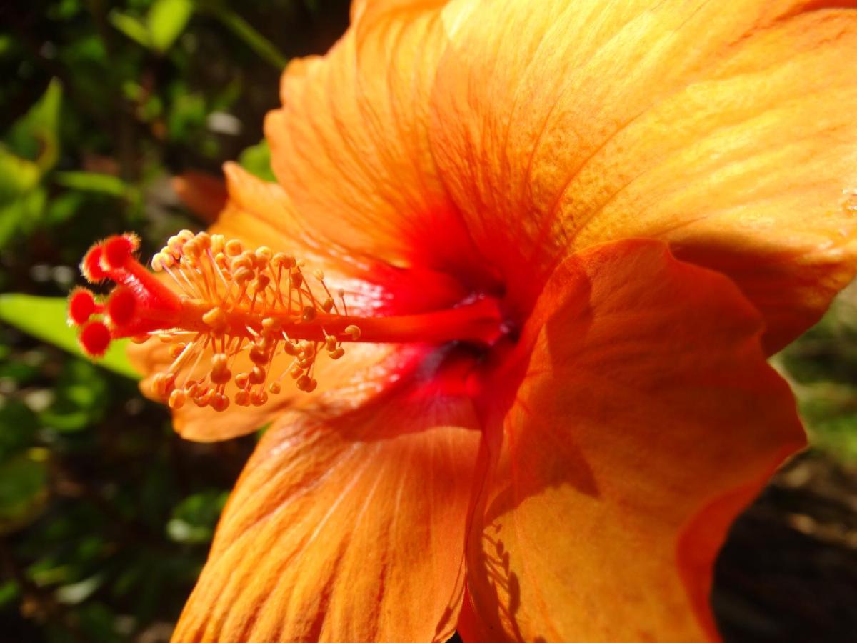 Lokahi Lodge ボルケーノ エクステリア 写真